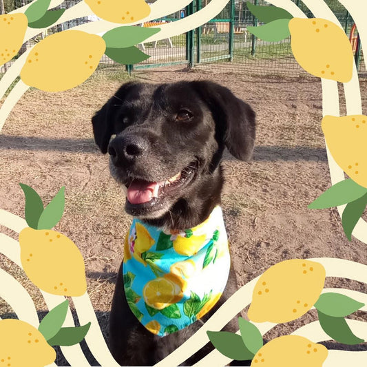 Bandana "Limonada"
