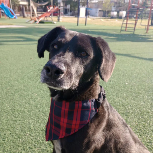 Bandana "Carbón"