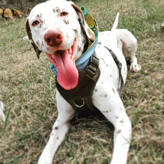 Bandana "Limonada"