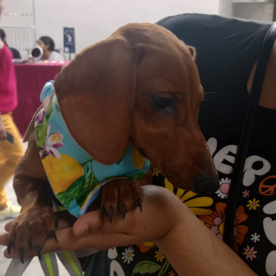 Bandana "Limonada"