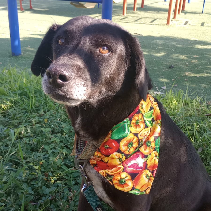 Bandana "Sazón"
