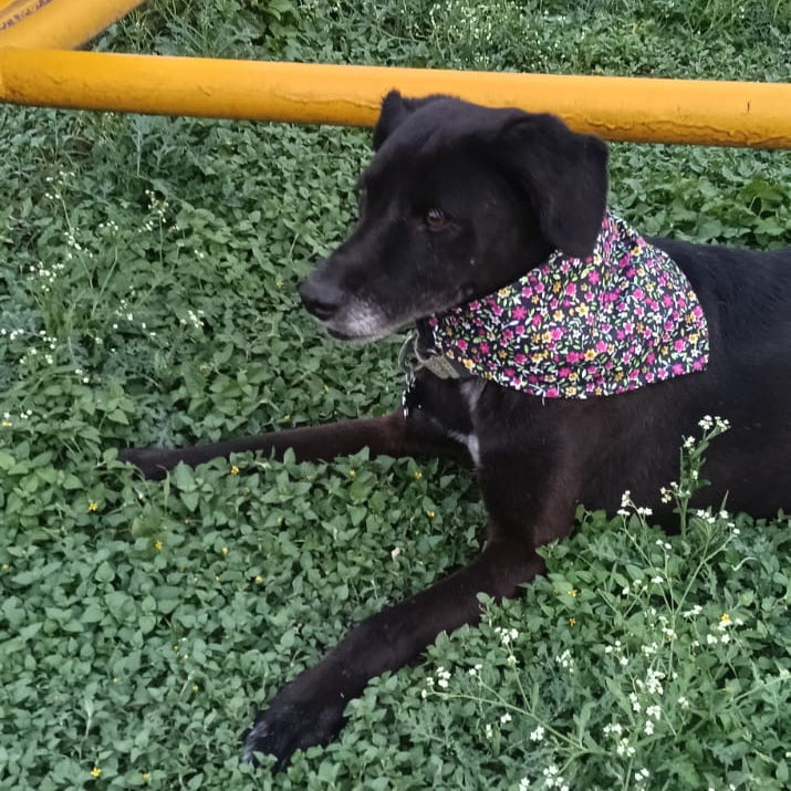 Bandanas "Hortensia"