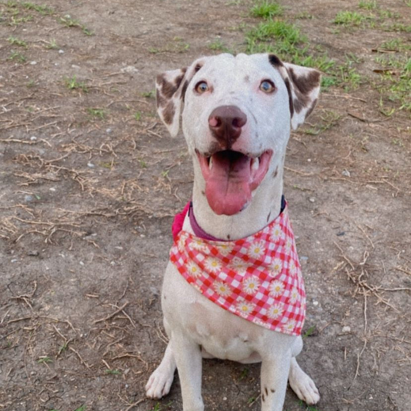 Bandana "Roseta"