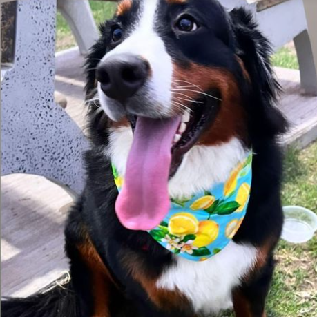 Bandana "Limonada"