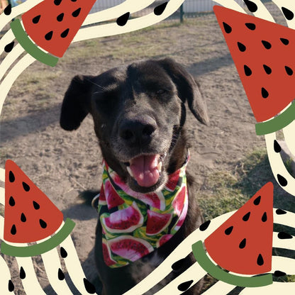 Bandana "Sandillita"