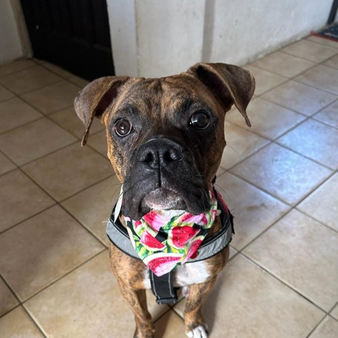 Bandana "Sandillita"