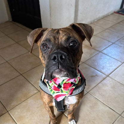 Bandana "Sandillita"