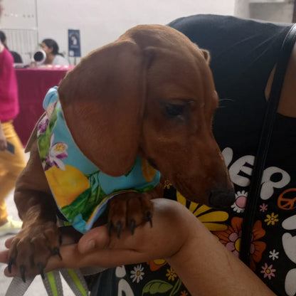 Bandana "Limonada"