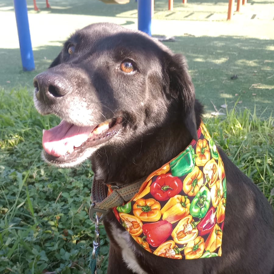 Bandana "Sazón"