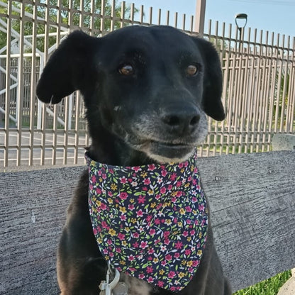 Bandanas "Hortensia"