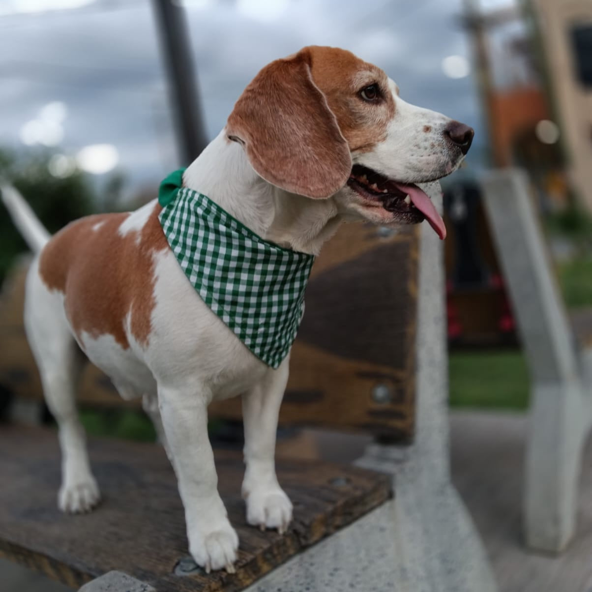 Bandanas "Jardín"