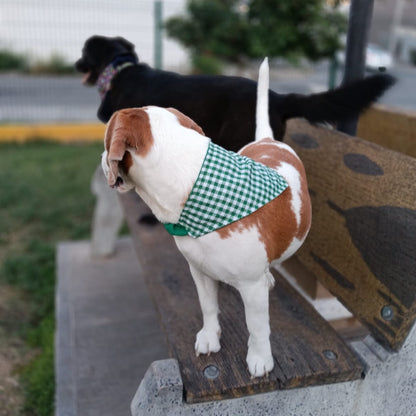 Bandanas "Jardín"