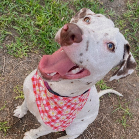 Bandana "Roseta"
